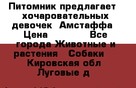 Питомник предлагает 2-хочаровательных девочек  Амстаффа › Цена ­ 25 000 - Все города Животные и растения » Собаки   . Кировская обл.,Луговые д.